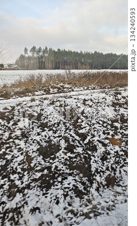 Wide winter landscape with snow covered field, dry grass and distant forest under a cloudy sky. The image represents seasonal transition, cold weather, rural calm and natural simplicity 134240593