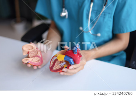 Doctor using heart model to explain blood flows direction. 134240760