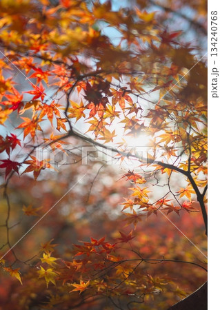 紅葉したモミジ 134240768
