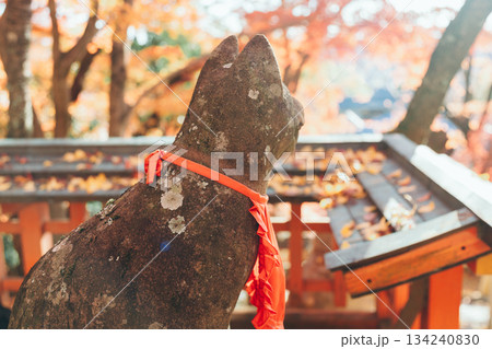 赤い鳥居と紅葉 134240830
