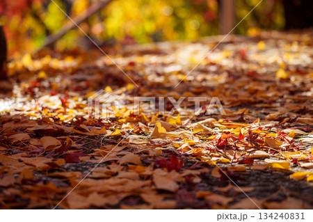 落ち葉の絨毯 134240831