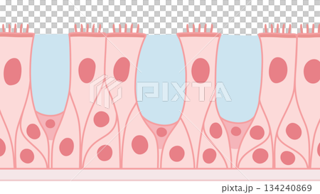 Illustration material of multi-stranded ciliated epithelium_pink Illustration material of multi-stranded ciliated epithelium_pink 134240869