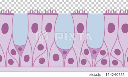 Illustration material of multi-stranded ciliated epithelium_purple Illustration material of multi-stranded ciliated epithelium_purple 134240883
