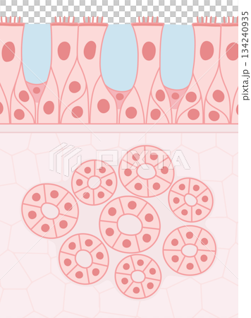 Illustration material of multistratified ciliated epithelium and glandular cells Illustration material of multistratified ciliated epithelium and glandular cells 134240935