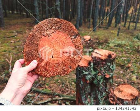 Hand holding tree ring slice in forest. The concept of deforestation and ecology. Hand holding tree ring slice in forest. The concept of deforestation and ecology. 134241342