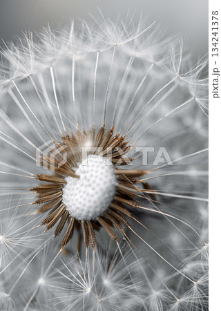 A close up of a dandelion flower with a brown center A close up of a dandelion flower with a brown center 134241378