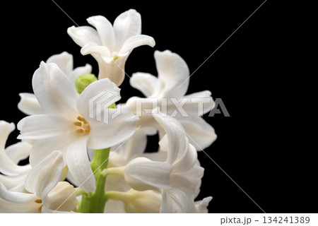 A close up of a bunch of white hyacinth flowers with green stems A close up of a bunch of white hyacinth flowers with green stems 134241389