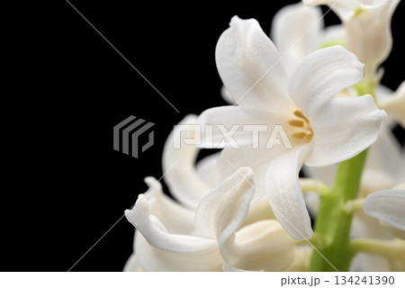 A close up of a white hyacinth flower with a black background A close up of a white hyacinth flower with a black background 134241390