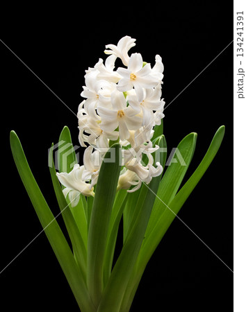 A single white hyacinth flower with green leaves A single white hyacinth flower with green leaves 134241391