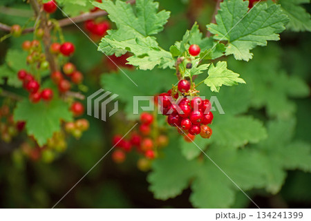A cluster of red currant berries on a leafy green bush 134241399