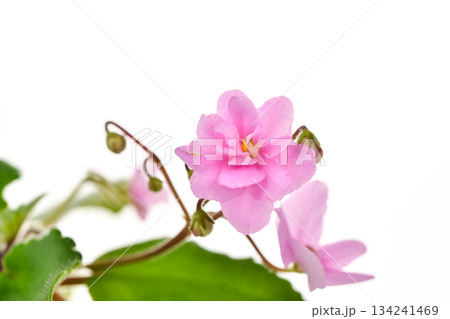 A single pink violet flower with a green stem 134241469