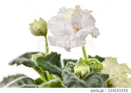 A white violet flower with green leaves is the main focus of the image 134241470
