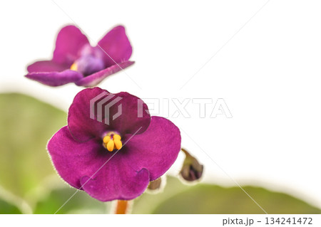 Two purple violet flowers with yellow centers 134241472