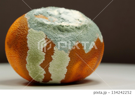 Overripe and rotten mandarin. Rotten tangerine covered with mold Overripe and rotten mandarin. Rotten tangerine covered with mold 134242252