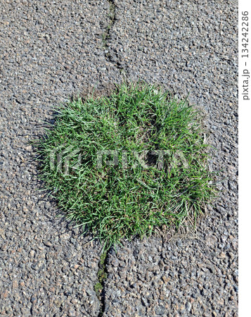 Early first grass breaks through the asphalt on the road Early first grass breaks through the asphalt on the road 134242286