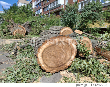 Large old poplars cut down near residential buildings. Tree rings 134242298