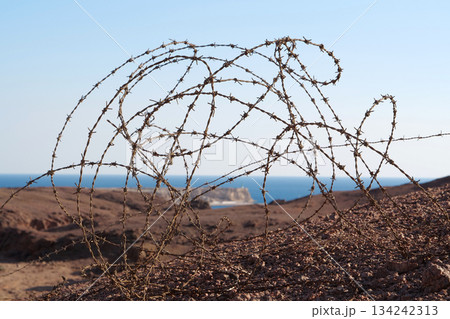 Barbed wire in Sinai desert, Egypt Barbed wire in Sinai desert, Egypt 134242313