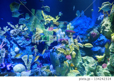 Big aquarium with corals and fishes 134242314