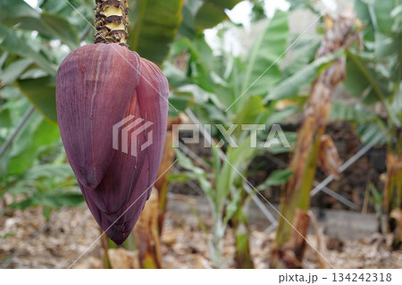 Banana plantation on Tenerife, Canary islands, Spain Banana plantation on Tenerife, Canary islands, Spain 134242318