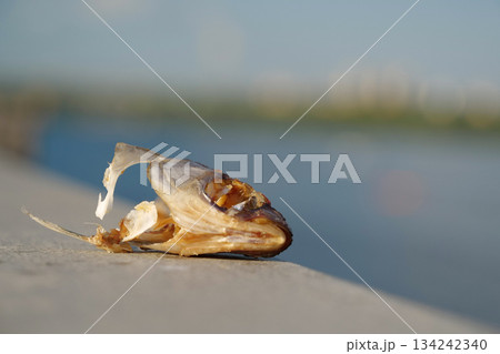 Head of eaten dried fish on river bank 134242340