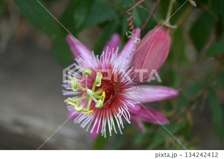 トケイソウ　マユミ 134242412