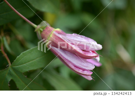 トケイソウ　マユミ 134242413