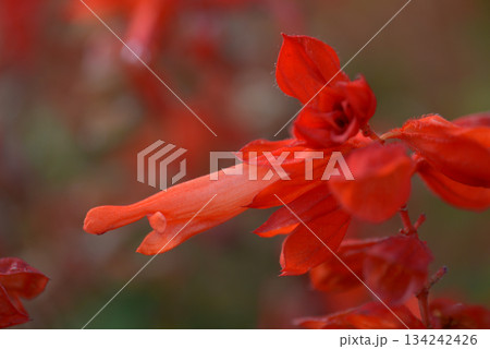 サルビア 134242426