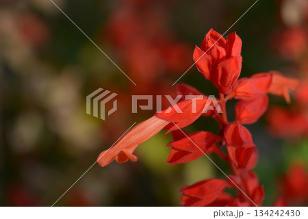 サルビア 134242430