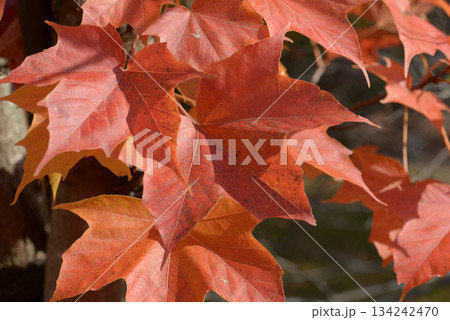 アマミカジカエデ　葉模様 134242470