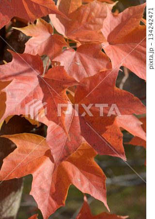 アマミカジカエデ　葉模様 134242471