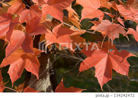 アマミカジカエデ　葉模様 134242472