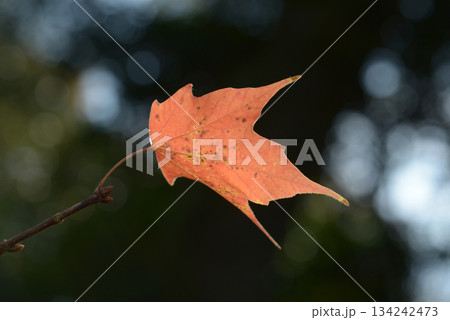 アマミカジカエデ　葉模様 134242473