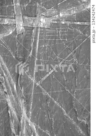 南米ペルー・ナスカの地上絵　オウム 134242474