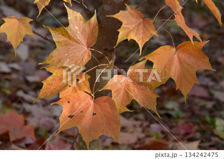 アマミカジカエデ　葉模様 134242475