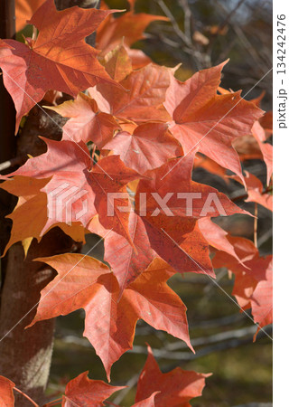 アマミカジカエデ　葉模様 134242476