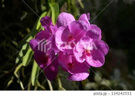 パンダ　蘭の花 134242551