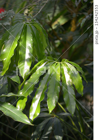 フィロデンドロン 134242553