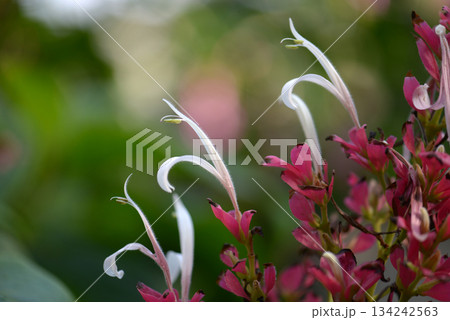 メガスケパスマ・エリスロクラミス 134242563