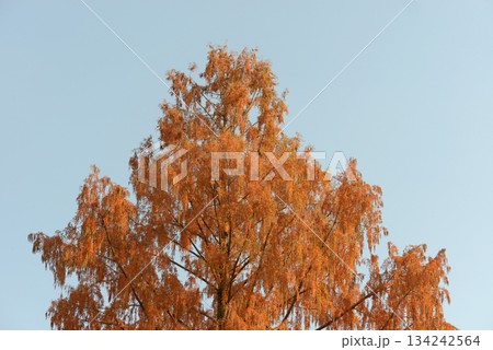 メタセコイア メタセコイア 134242564