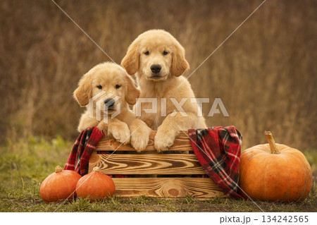 Two golden retriever puppies sitting in a wooden crate with a red plaid blanket and pumpkins beside them. Autumn outdoor setting with warm natural colors. 134242565