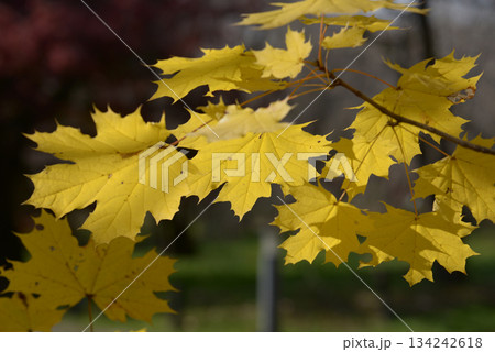 ヨーロッパカエデ　葉模様 134242618