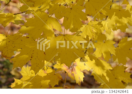 ヨーロッパカエデ　葉模様 134242641