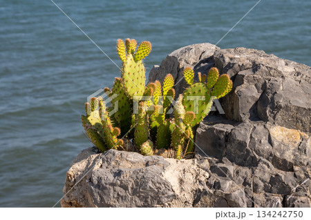 Opuntia on a rock and Ionian sea, Corfu, Greece 134242750
