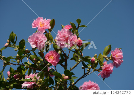 ピンクの山茶花 134242770