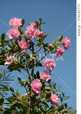 ピンクの山茶花 134242771