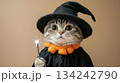 Cute kitten dressed in wizard gown and hat holding magic wand. Funny concept for holidays 134242790
