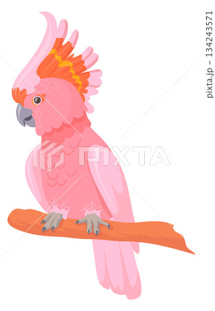 Pink cockatoo. Beautiful exotic bird. Tropical parrot Pink cockatoo. Beautiful exotic bird. Tropical parrot 134243571