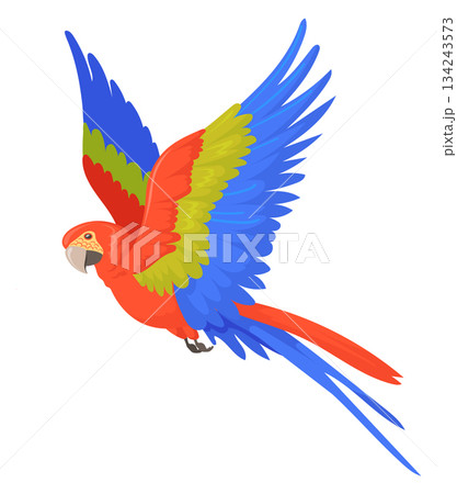 Flying macaw. Color feather parrot. Exotic animal Flying macaw. Color feather parrot. Exotic animal 134243573