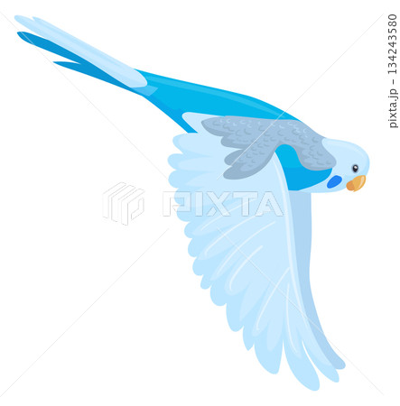 Flying parakeet. Bird with blue wings cartoon icon Flying parakeet. Bird with blue wings cartoon icon 134243580