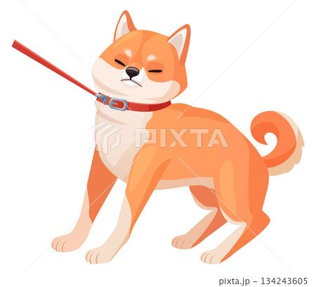 Stubborn dog on leash. Cartoon shiba inu walking 134243605